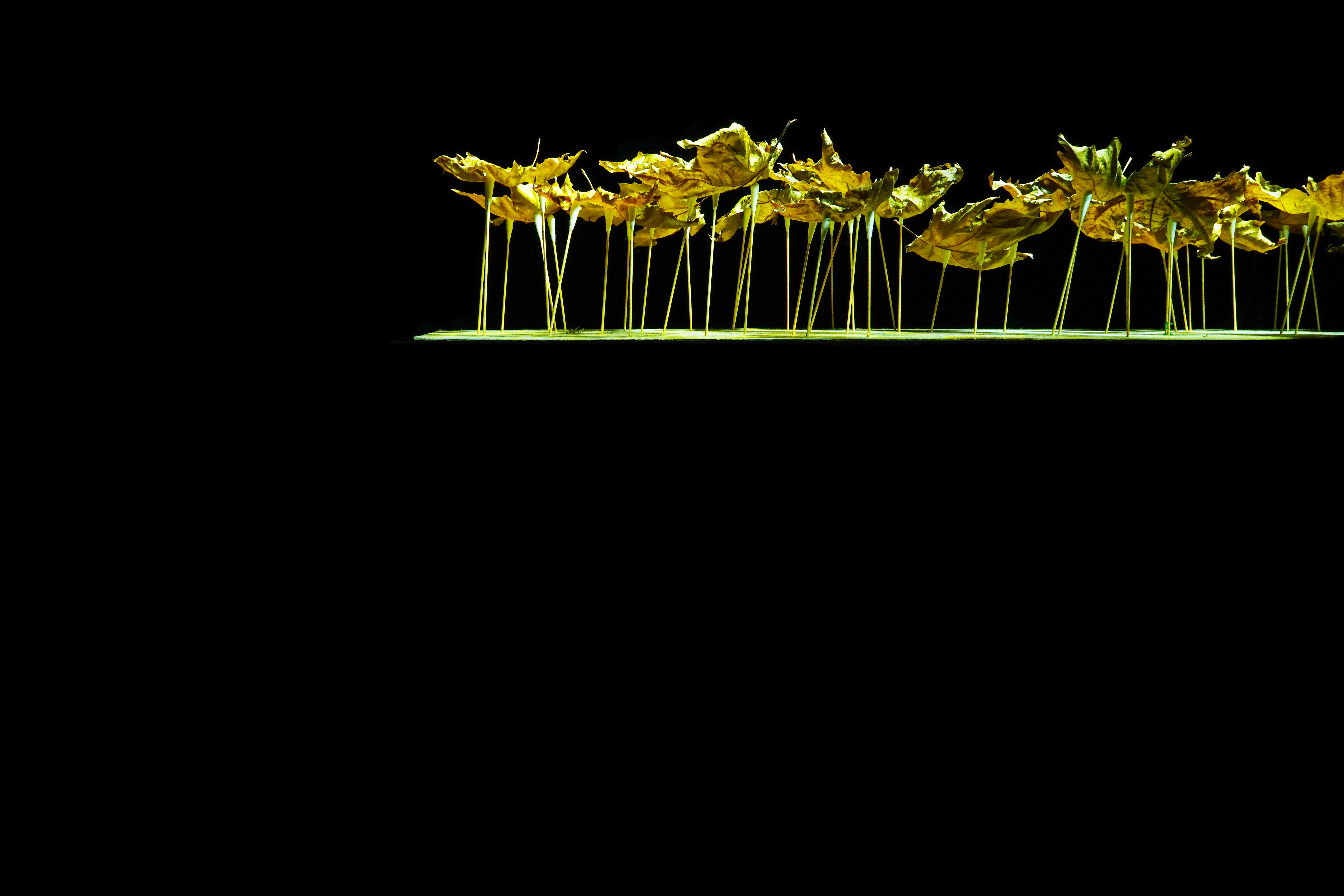 Fotografie, Szenerie, Ende, Verwelken, Blätter, Welt