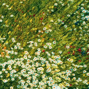 Wiesenstücke Erdenstücke Biodiversität sag mir wo die Blumen sind dove sono i fiori Installation